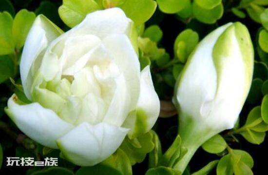 栀子花开的寓意和象征意义(栀子花开花代表的花语意思)-图片4